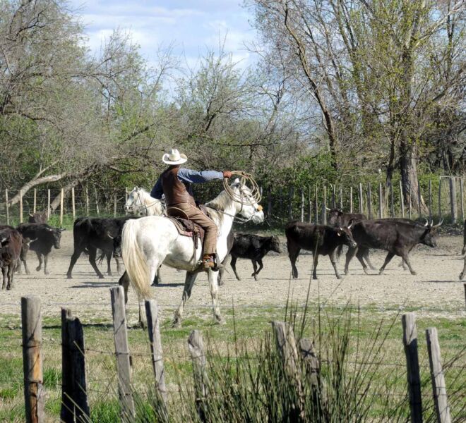 camargue-3